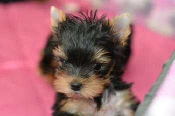 2.5 lbs. picture of yorkie puppies for sale to good home